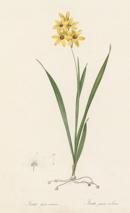 Ixia fusco-citrina