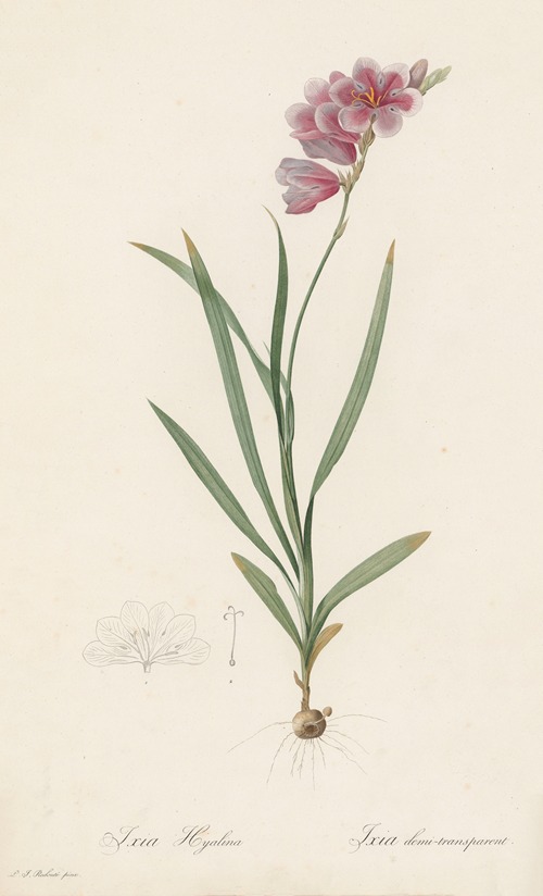 Ixia hyalina