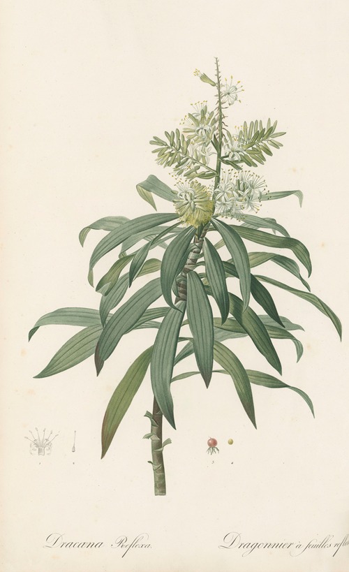 Dracoena reflexa