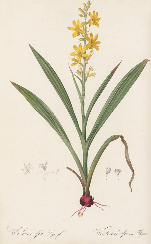 Wachendorfia thyrsiflora