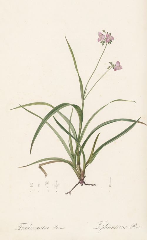 Tradescantia rosea