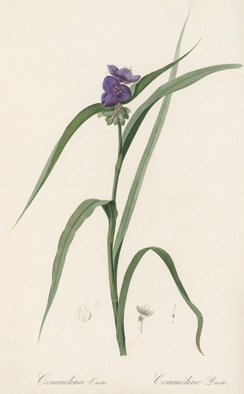 Commelina Erecta