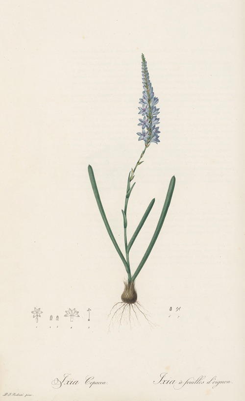 Ixia cepacea