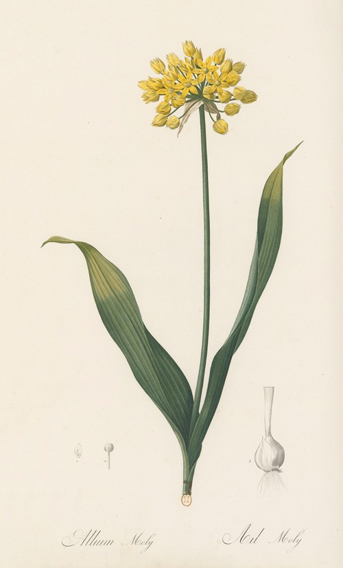 Allium Moly
