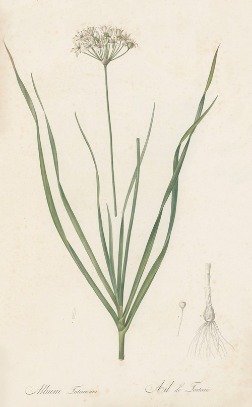 Allium tartaricum