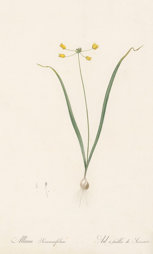 Allium scorzoneraefolium