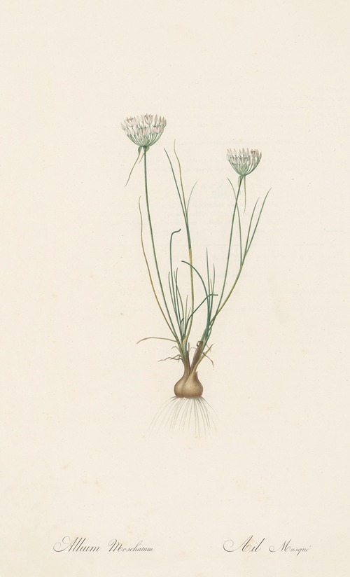 Allium moschatum