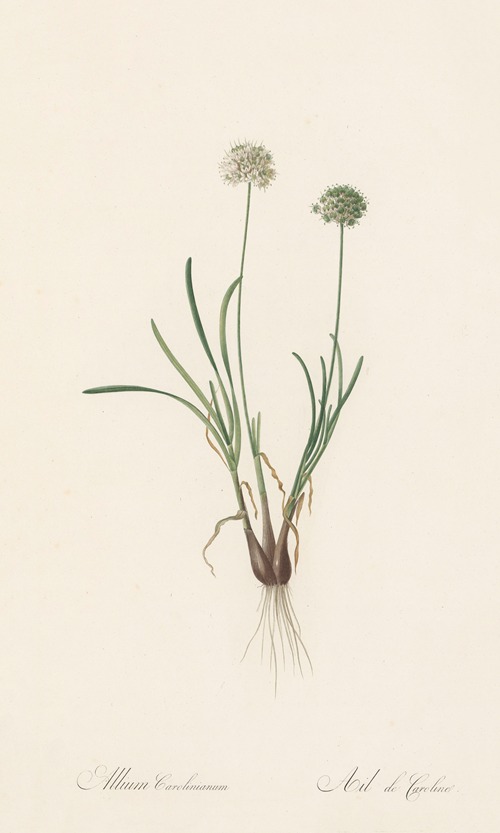 Allium carolinianum