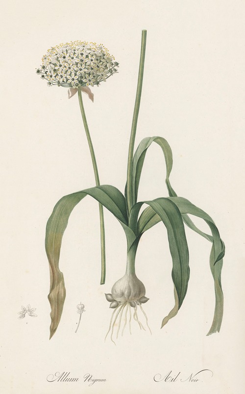 Allium nigrum