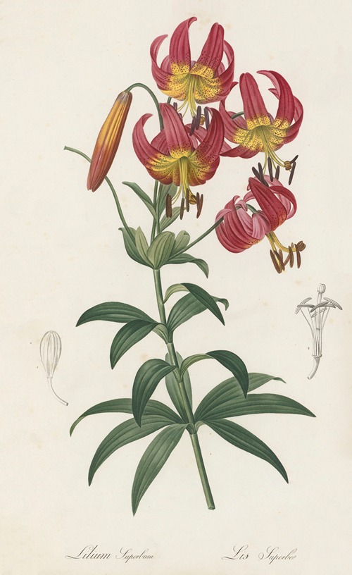 Lilium superbum