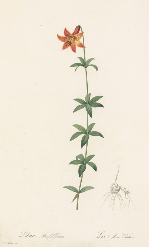 Lilium penduliflorum