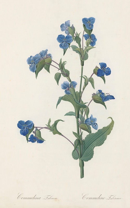 Commelina tuberosa