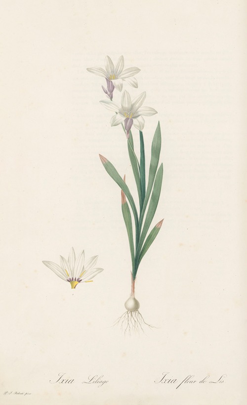 Ixia Liliago