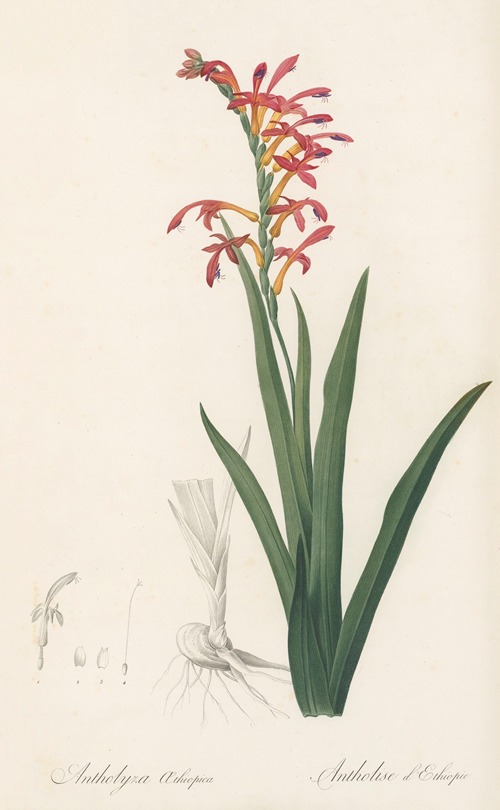 Antholyza aethiopica