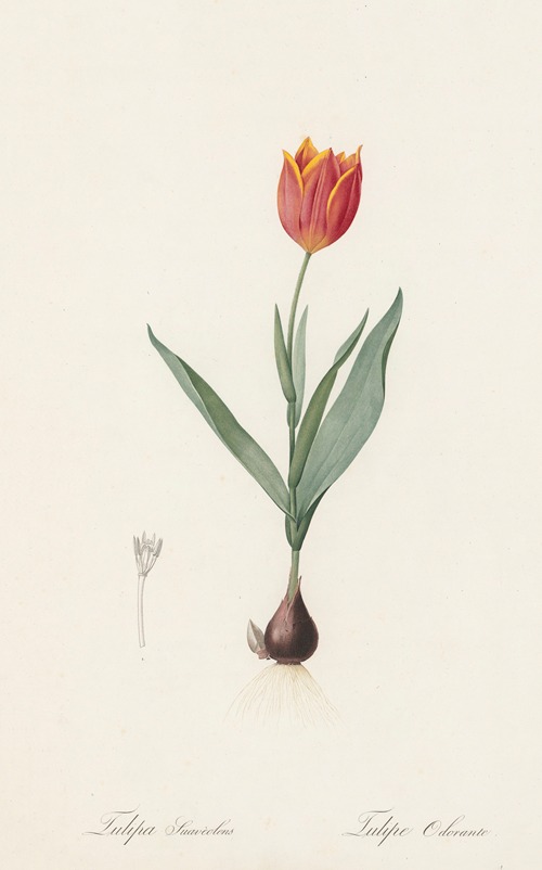 Tulipa suaveolens