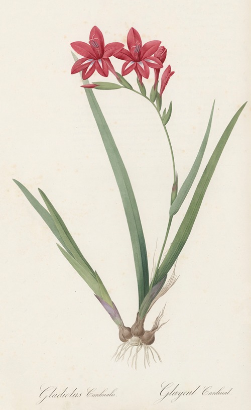 Gladiolus cardinalis