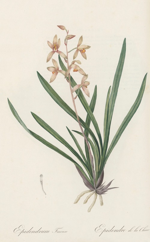 Epidendrum sinense