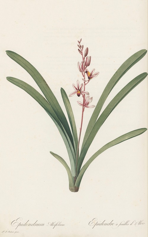 Epidendrum aloifolium
