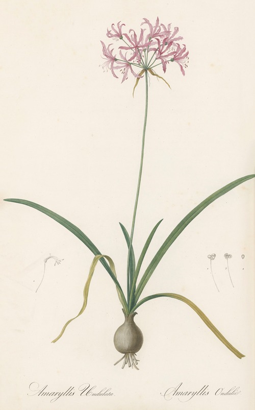 Amaryllis undulata