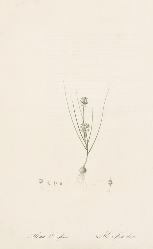 Allium obtusiflorum