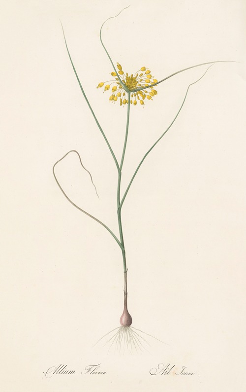 Allium flavum