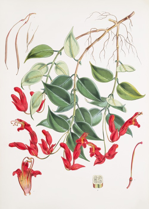Aeschynanthus Peelii, H.f. & T.