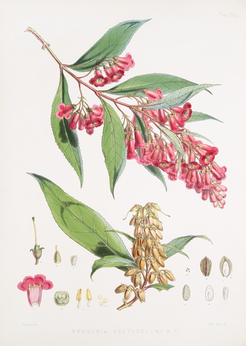 Buddleia Colvilei, H.f. & T.