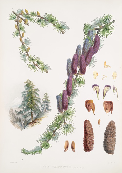 Larix Griffithii, H.f. & T.