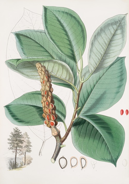 Magnolia Campbellii, H.f. et T. (Fruiting plant in foliage)
