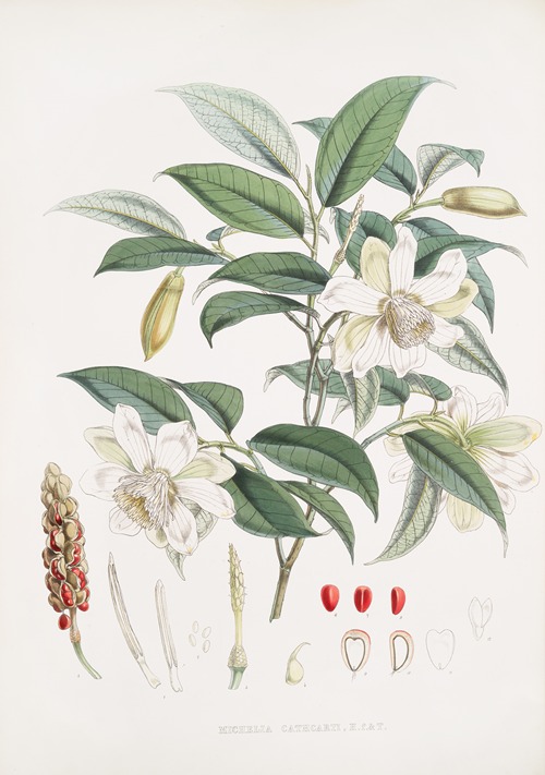 Michelia Cathcartii, H.f. et T.