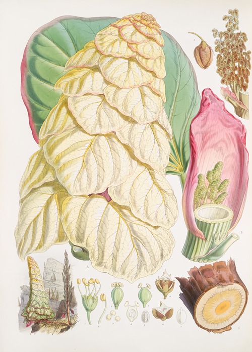 Rheum Nobile, H.f. & T.