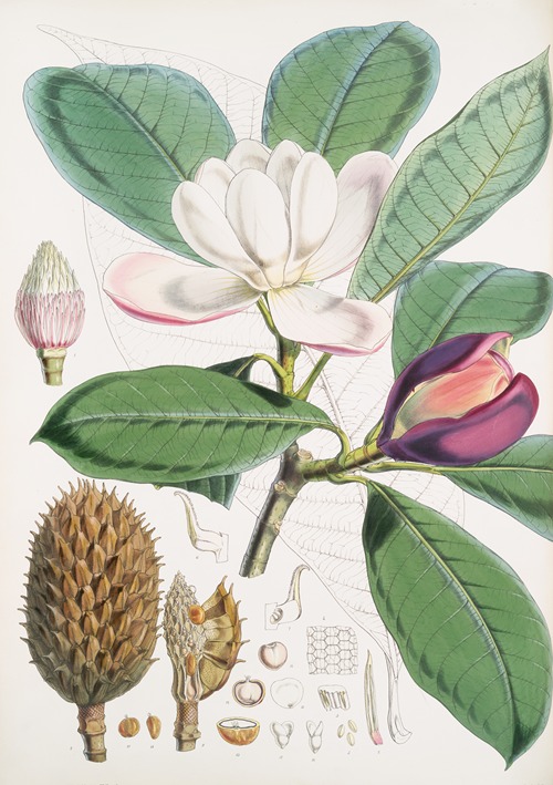 Talauma Hodgsoni, H.f. et T.