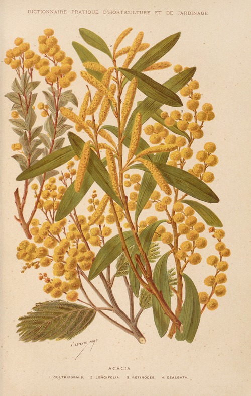 Acacia