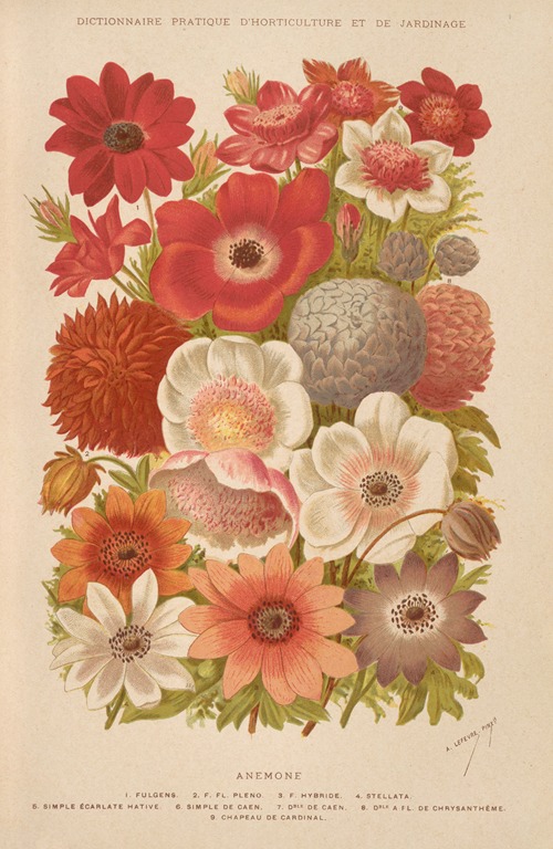Anemone