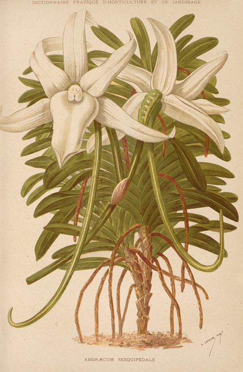 Angraecum Sesquipedale