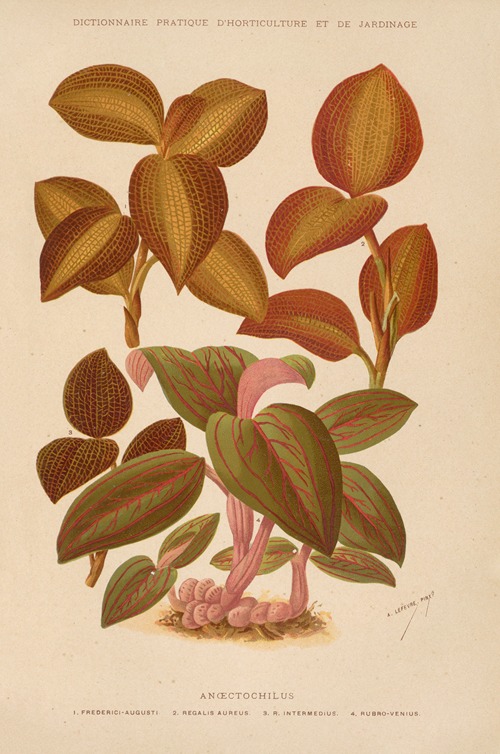 Anoectochilus