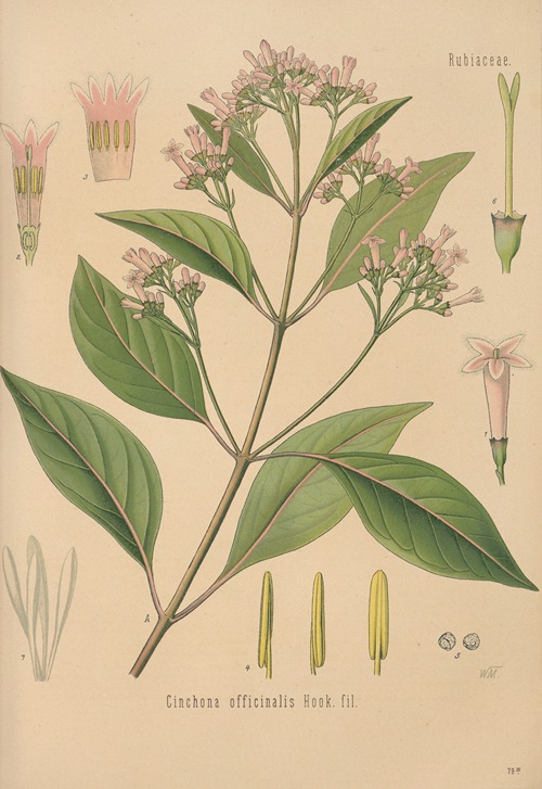 Cinchona officinalis