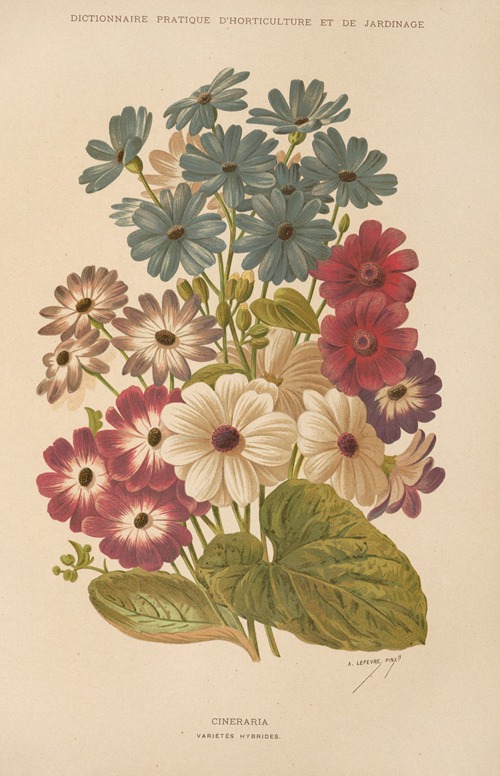 Cineraria