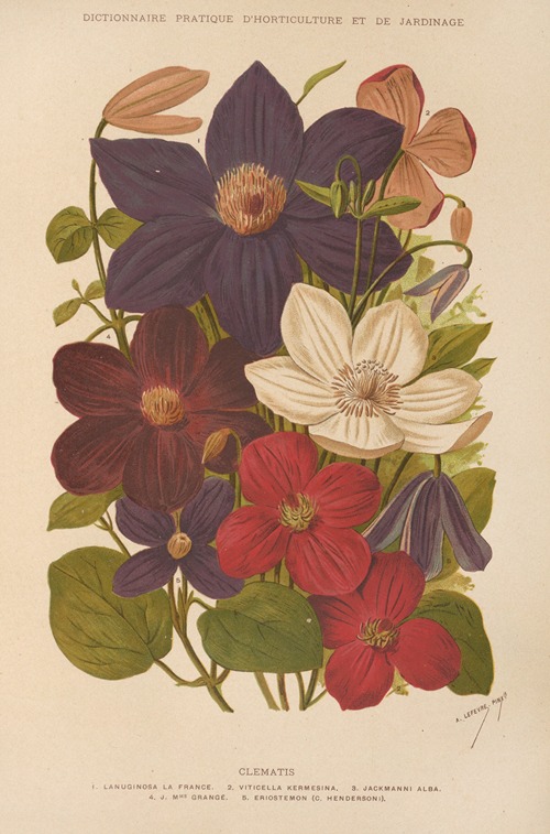 Clematis