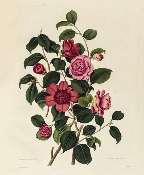 Anemone flower’d or Waratah Camellia, Rose color’d or Middlemists Camellia
