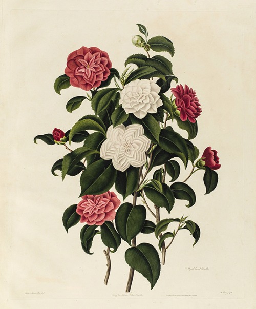 Buff or Humes-Blush Camellia, Myrtle leaved Camellia