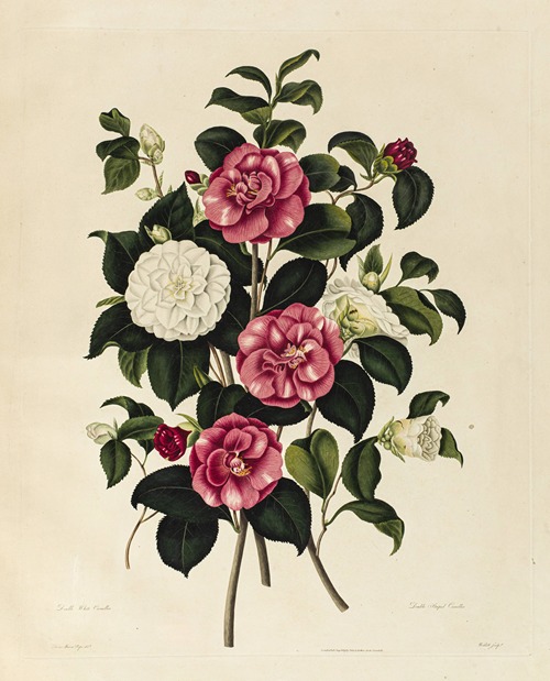 Double White Camellia, Double Striped Camellia
