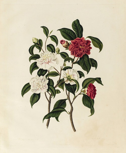 Pompone or Kew Blush Camellia, Double red Camellia