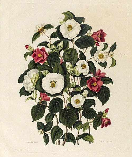 Single White Camellia, Single Red Camellia, Sasanqua Camellia