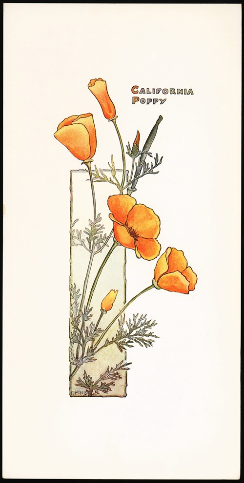 California Poppy