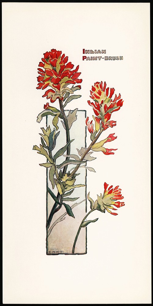 Indian Paint Brush