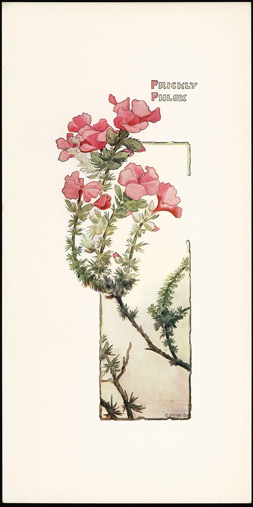 Prickly Phlox