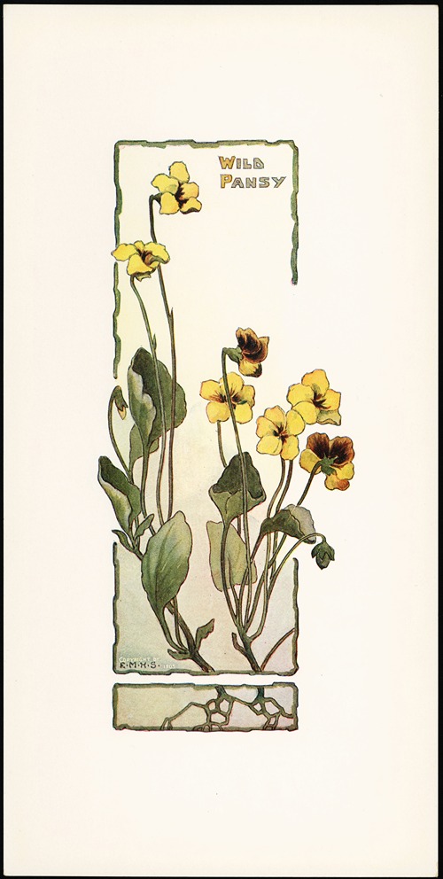 Wild Pansy