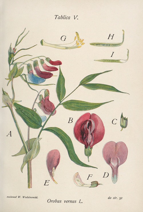 Orobus vernus