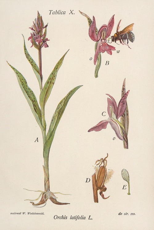 Orchis latifolia